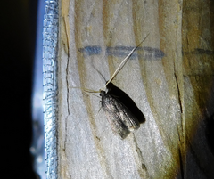 Lecithocera nigrana