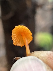 Mycena strobilinoidea