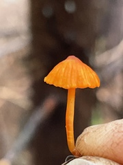 Mycena strobilinoidea