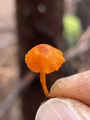 Mycena strobilinoidea