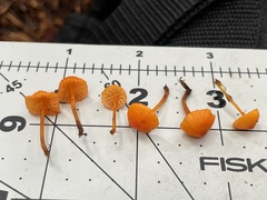 Mycena strobilinoidea