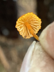 Mycena strobilinoidea