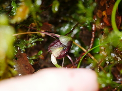Corybas hypogaeus