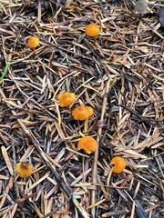 Mycena strobilinoidea