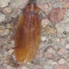 Parcoblatta virginica