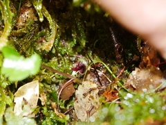 Corybas hypogaeus