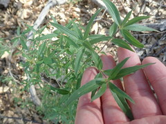 Bouvardia ternifolia