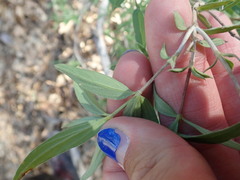 Bouvardia ternifolia