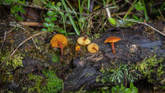 Heimiomyces
