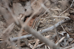 Medopheos edracanthus