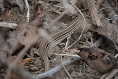 Medopheos edracanthus