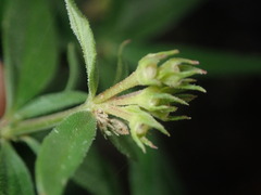Bouvardia ternifolia