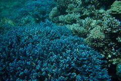 Acropora hemprichii