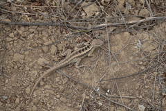 Microlophus occipitalis