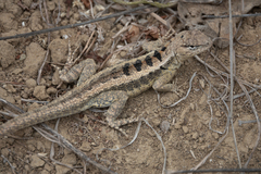 Microlophus occipitalis