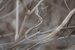 Oxybelis transandinus