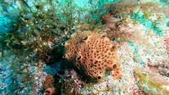 Hemimycale columella