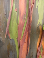 Eucalyptus deglupta