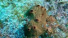 Hemimycale columella