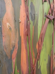 Eucalyptus deglupta