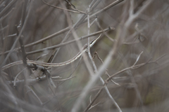 Oxybelis transandinus