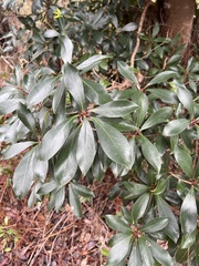 Ternstroemia gymnanthera