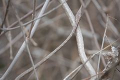 Oxybelis transandinus