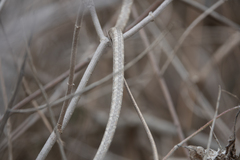 Oxybelis transandinus