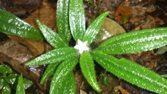 Image of Gravesia setifera