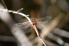 Sympetrum pallipes