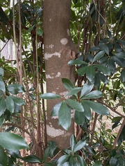 Ternstroemia gymnanthera