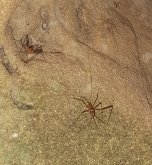 Phalangopsis