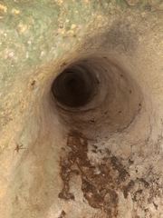 Phalangopsis