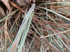 Tillandsia bartramii