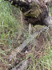 Sophora microphylla