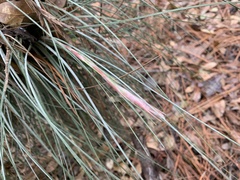 Tillandsia bartramii