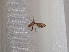 Lineodes integra