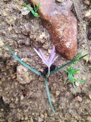 Colchicum stevenii