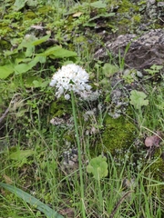 Allium canariense