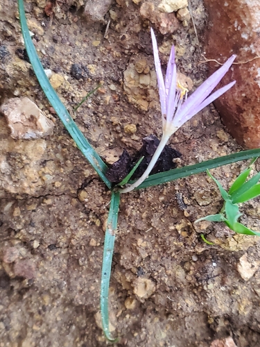 Colchicum stevenii
