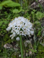 Allium canariense