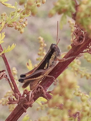 Dichroplus elongatus