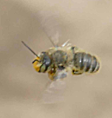 Megachile perihirta