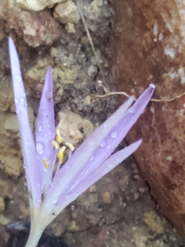 Colchicum stevenii