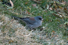 Junco hyemalis caniceps