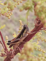 Dichroplus elongatus
