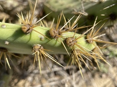 Opuntia oricola