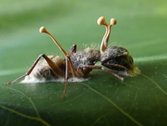 Ophiocordyceps unilateralis