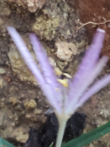 Colchicum stevenii