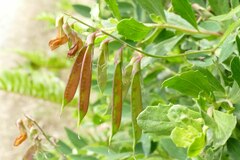 Lathyrus vestitus ochropetalus